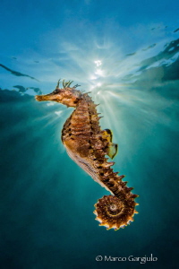 Hyppo-Sunrays by Marco Gargiulo 